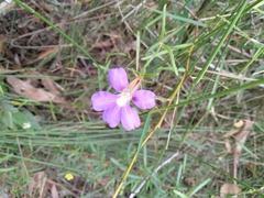 Scaevola ramosissima