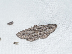 Psilosticha loxoschema