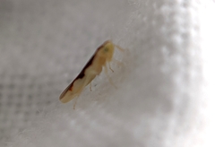 Zygina flammigera
