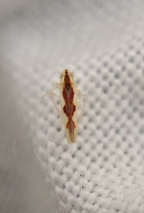 Zygina flammigera