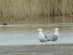 Larus fuscus barabensis