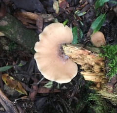 Lentinellus pulvinulus