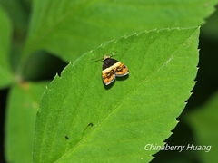 Choreutis xanthogramma
