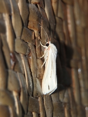 Micraloa