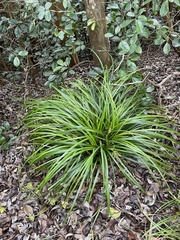 Carex wahuensis