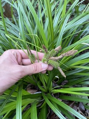 Carex wahuensis