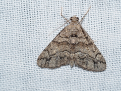 Lipogya exprimataria