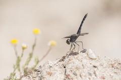Brachythemis impartita