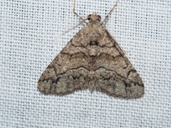 Lipogya exprimataria