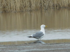 Larus fuscus barabensis
