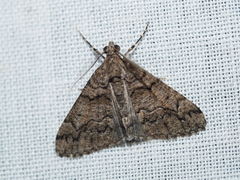 Lipogya exprimataria