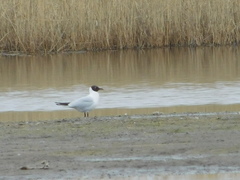 Chroicocephalus ridibundus