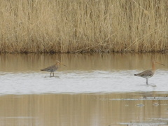 Limosa limosa
