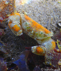 Lophozozymus pulchellus