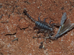 Urodacus armatus