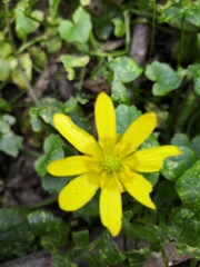 Ficaria verna verna
