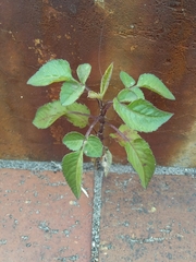 Bidens pilosa