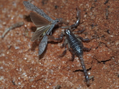 Urodacus armatus