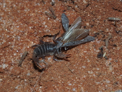 Urodacus armatus