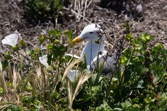 Calystegia macrostegia macrostegia
