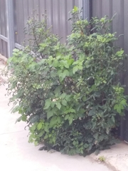 Bidens pilosa