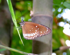 Euploea core