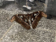 Attacus atlas formosanus