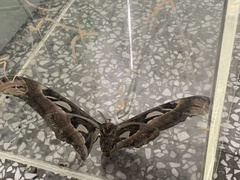 Attacus atlas formosanus