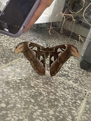 Attacus atlas formosanus
