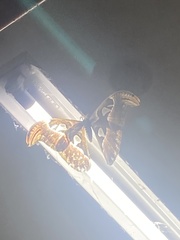 Attacus atlas formosanus