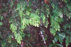 Selaginella monospora