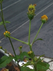 Bidens pilosa