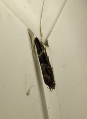 Mompha sturnipennella