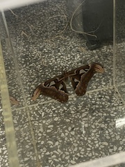 Attacus atlas formosanus