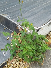 Bidens pilosa