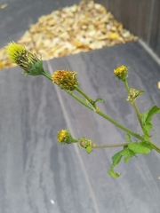 Bidens pilosa