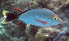 Humpback Snapper photo 3