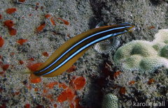 Plagiotremus ewaensis