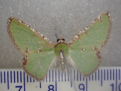 Eucyclodes buprestaria