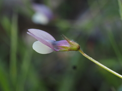 Lathyrus inconspicuus