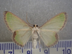 Eucyclodes buprestaria