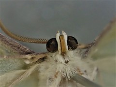 Eucyclodes buprestaria