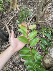 Xylosma hawaiensis