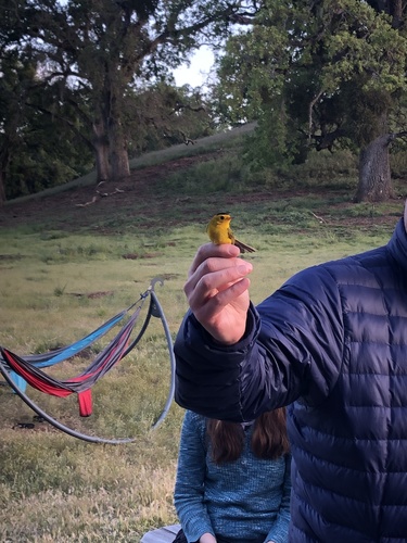 iNaturalist observation photo of Wilson's Warbler