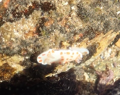 Goniobranchus tasmaniensis