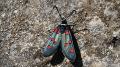 Zygaena lavandulae