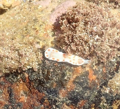Goniobranchus tasmaniensis