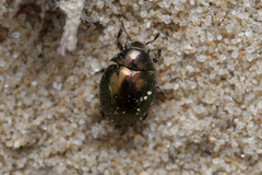 Lamprobyrrhulus nitidus