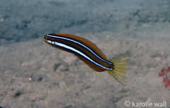 Plagiotremus ewaensis