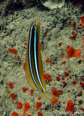 Plagiotremus ewaensis